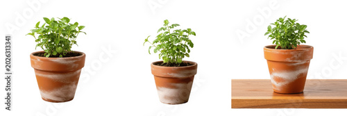 Obraz na płótnie Set and collection of fresh green basil plant in ceramic pot isolated on white b
