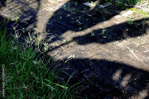 The shadow of a banana tree or musa paradisiaca in a pedestrian area with paving blocks and green grass growing abundantly around it