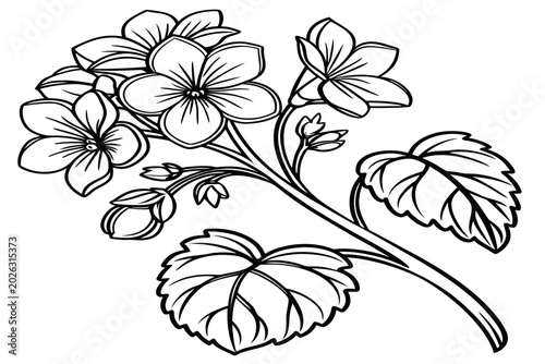 Tableau sur toile coloring page line art the bergenia flower black vector
