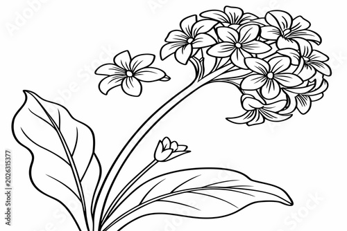Photos coloring page line art the bergenia flower black vector