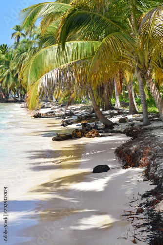 Photos Playa del caribe con naturaleza tropical.