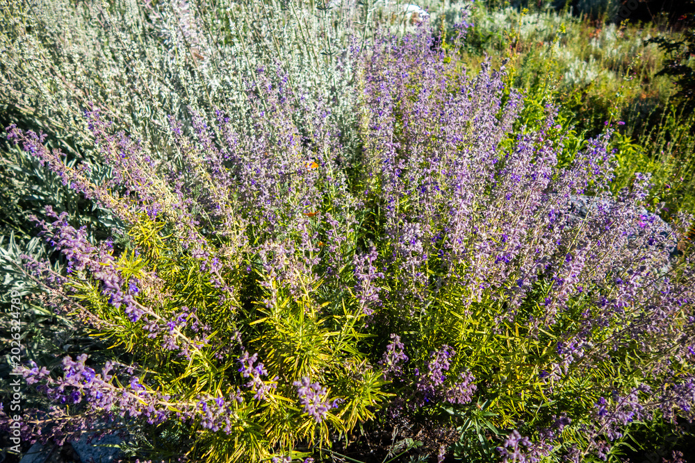 Obraz premium A California Landscape with Native Plants and Trails looking at Blooming White Sage being Pollinated