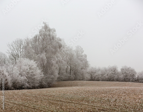 Bild auf Leinwand Plowed field bounded by trees covered in heavy frost and ice.