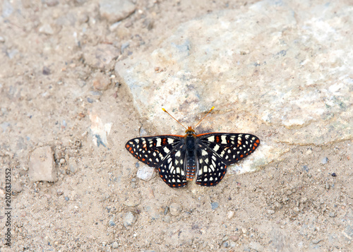 One Edith's checkerspot butterfly resting in the middle of a rocky dirt path, view from above.