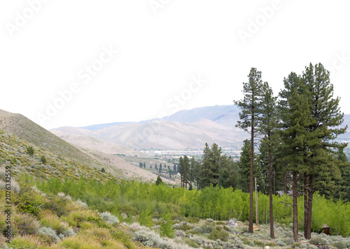 Pine trees in a valley with desert scrub brush growing on the hills adjacent to them. Residential area in the distance near low mountains with hazy sky.