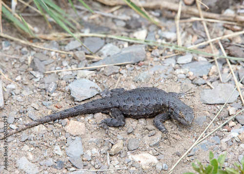 Lizard on a rocky dirt trail, view from above