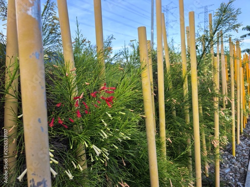 Foto Delicate red and white tubular flowers bloom amidst green foliage and yellow pos