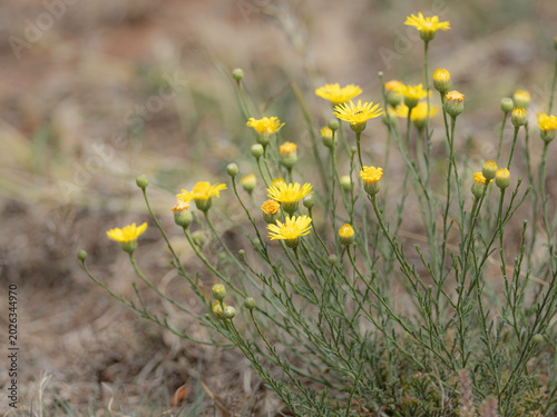 Tiny Wild Daisies in Arizona