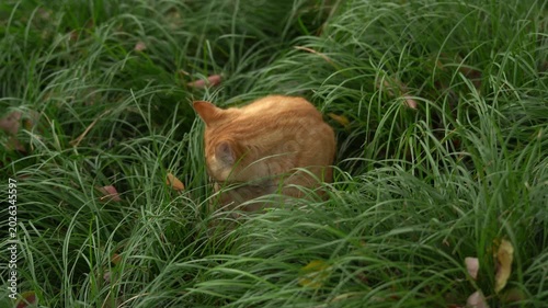 Stray Orange Cat sitting in the thick grassfield 2