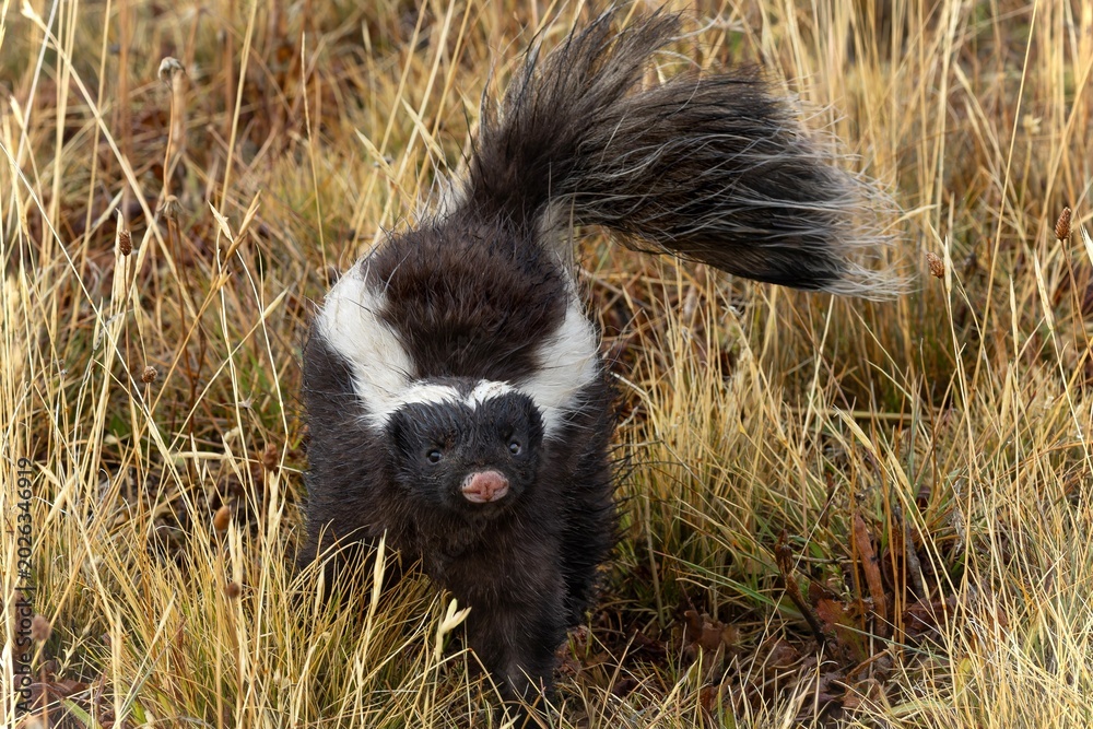 Naklejka premium Conepatus chinga 