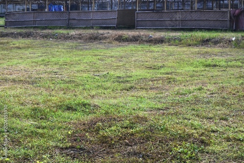 A stretch of green grass in a field that grows well with direct exposure to sunlight on a bright morning