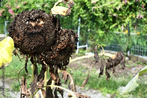 The sunflower plant or helianthus annuus looks dry and almost dead with black flowers in a garden with thousands of small seeds in the middle.