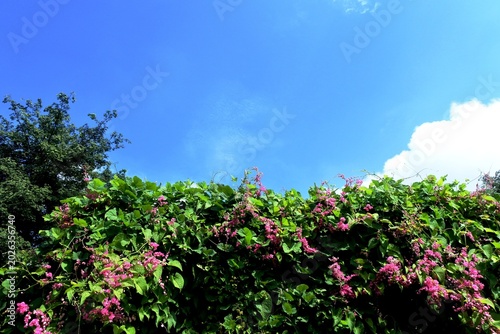 The blooming bridal tears climbing ornamental plant or antigonon leptopus with green leaves and pink flowers in a garden