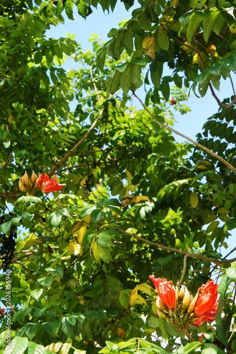 The blooming african tulip tree or spathodea campanulata with orange flowers which is used as a shade plant and decoration