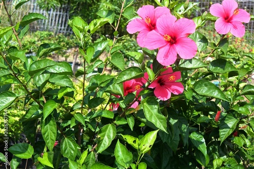 The hibiscus rosa sinensis ornamental plant with green leaves and beautiful pink trumpet shaped flowers grows well in a garden