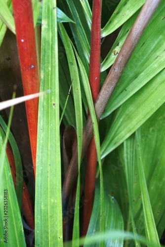 The beauty of the lipstick palm ornamental plant or cyrtostachys lace with green leaves, red leaf sheaths and green leaf sheaths