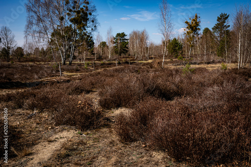Fotografie Heathland near Berlin with sand paths and spring vegetation