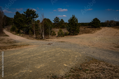 Fotografie Heathland near Berlin with sand paths and spring vegetation
