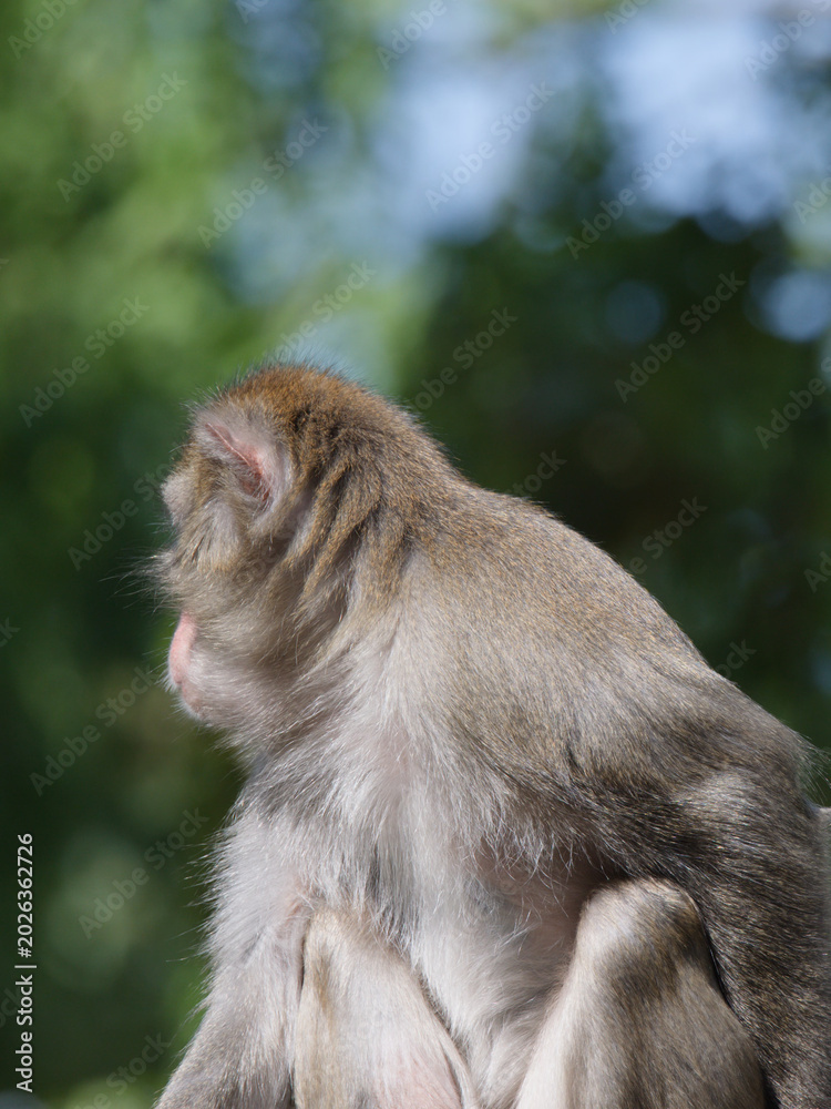 Fototapeta premium Back View of a Rhesus Macaque Looking Away in a Sunlit Forest