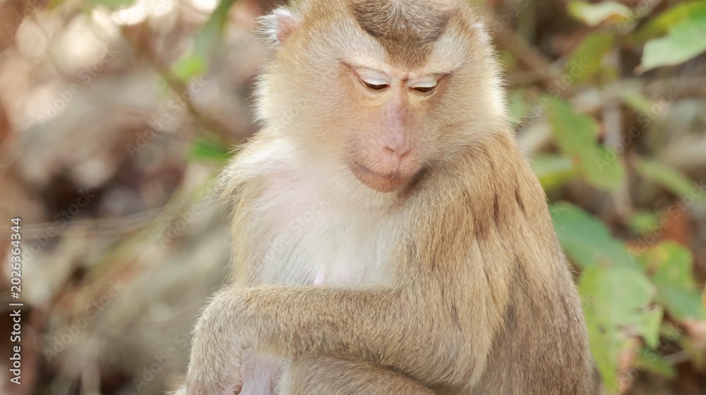 Fototapeta premium Close-up of a contemplative Southern Pig-Tailed Macaque in a tropical forest
