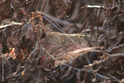 Sheet web or cobweb with delicate strands of silk