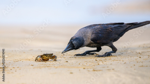 Photos Curious crow confronting a small Crab on a sandy beach