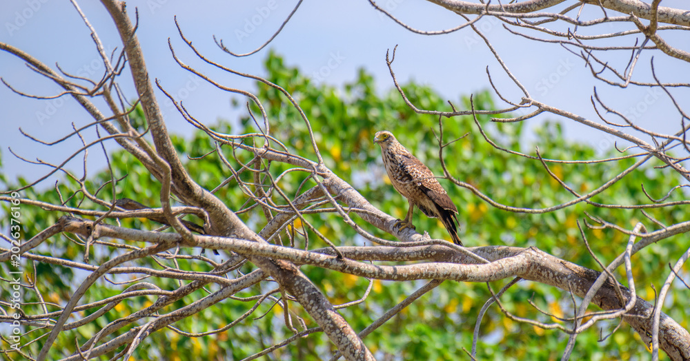 Obraz premium Crested serpent eagle juvenile bird perched on bare tree branches in tropical forest