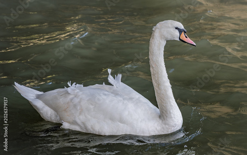 Tableau sur toile Adult male mute swan Cygnus olor in territorial busking display swimming on calm