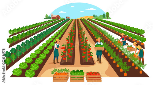 Obraz na plátne Abundant harvest in a rural farm field with rows of fresh vegetables and people