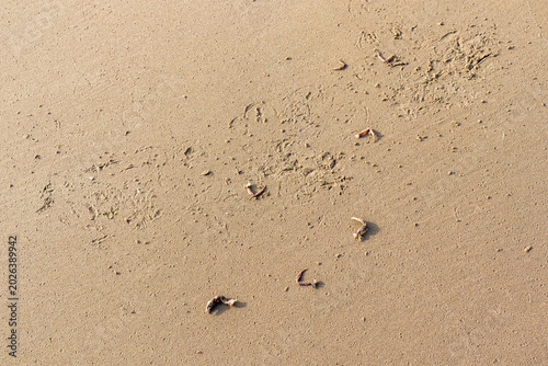 Tableau sur toile Crab remains and bird tracks scattered across smooth wet sand on a tidal beach