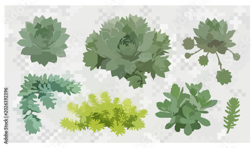 Bild auf Leinwand Sempervivum and Sedum succulent 3D vector illustration isolated on transparent b