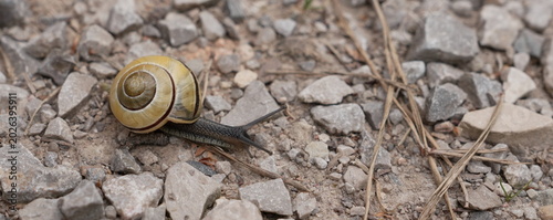 Fotografia Small Garden Snail with Spiraled Shell Crawling on a Path of Grey Stones and Dry