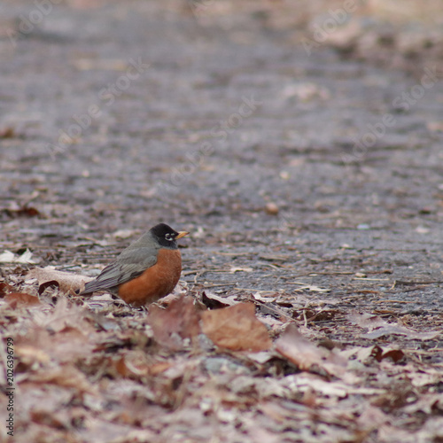 Canvas Print American robin on the ground near paved surface and brown leaves