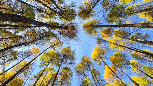Slow motion video of walking through Siberian larch forest looking up to the tree crowns and blue sky.