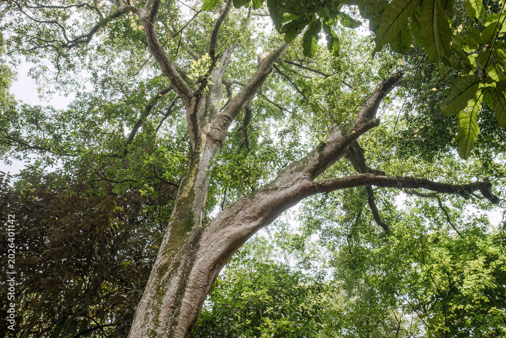 Fototapeta premium Ancient limbs arch above a sunlit green canopy. Massive branching trunk for resilience themes. Strong woodland structure suits environmental ads
