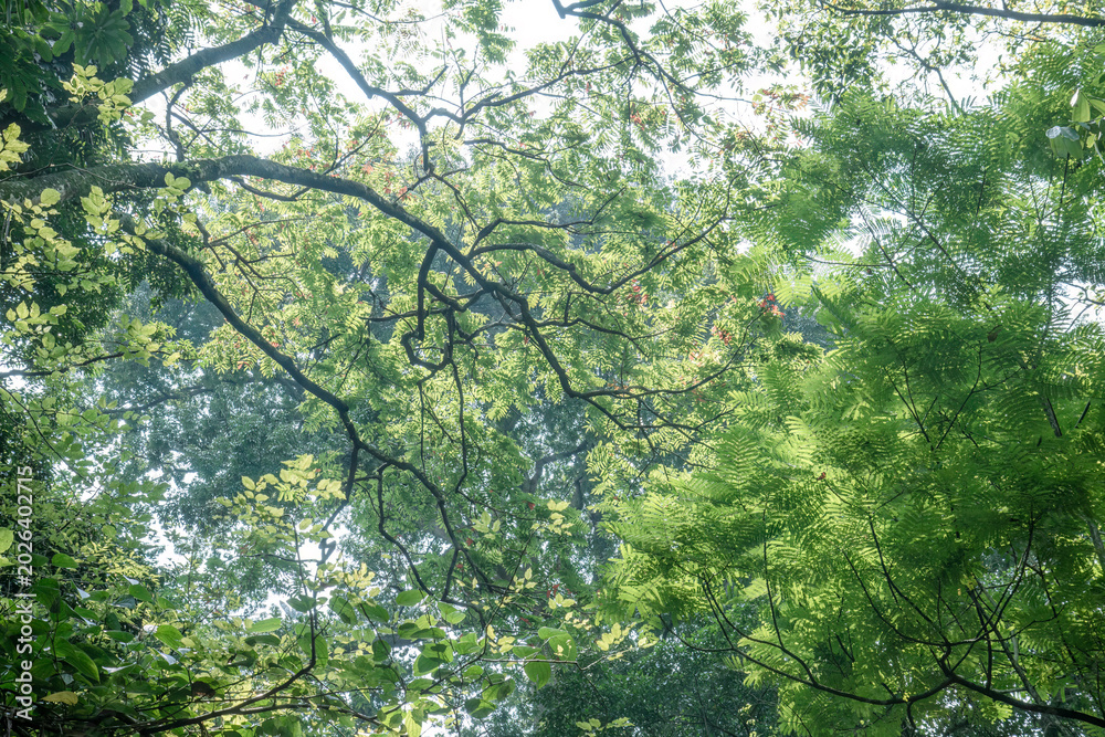 Fototapeta premium Overhead leafy canopy frames bright tropical sky. Fernlike branches create fresh climate visuals. Green crown view suits wellness travel branding