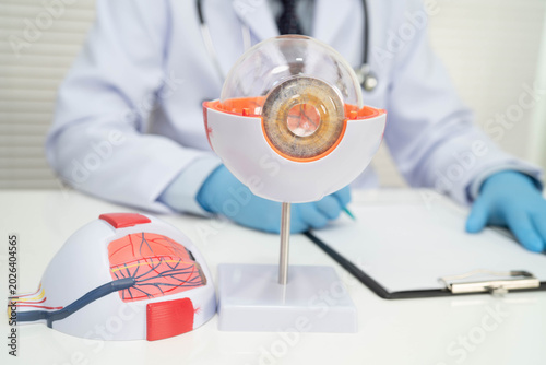 Asian doctor with eye human anatomy model for study diagnosis and treatment in hospital.