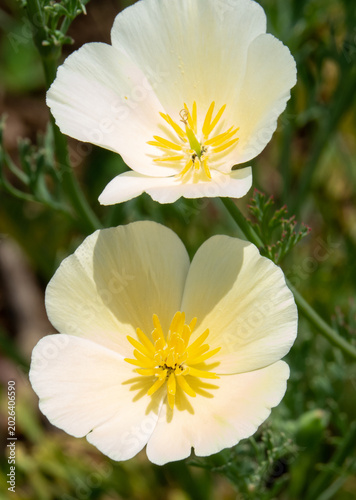 Closeup of White California Poppy Flowers