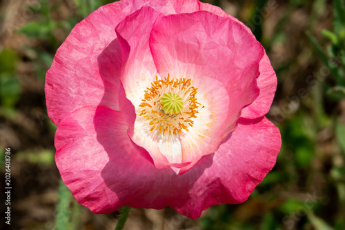 Closeup of a Pink Poppy Flower