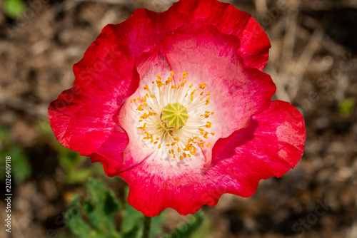 Closeup of a Red Poppy Flower