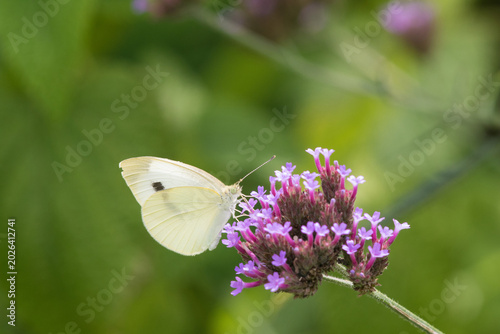 Canvas Print 03061-00319 Cabbage White (Pieris rapae) on Brazilian Verbena ( Verbena bonariensis) Marion Co
