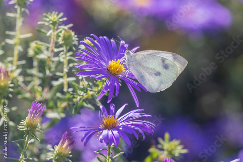 Tableau sur toile 03061-00413 Cabbage White (Pieris rapae) on Frikart's Aster (Aster frikartii) Marion Co