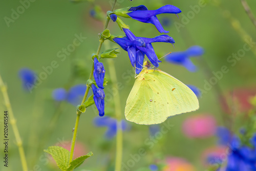 Foto 03091-01101 Cloudless Sulphur (Phoebis sennae) on Black & Blue Salvia Marion Co