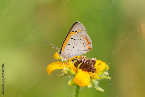 Foto 03123-00217 American Copper (Lycaena phlaeas) on Brown-eyed Susan (Rudbeckia hirta) Lawrence Co