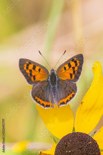 03123-00415 American Copper (Lycaena phlaeas) on Black-eyed Susan (Rudbeckia hirta) Lawrence Co. IL