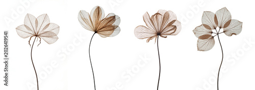 Herbarium dried pressed flowers on white background. Realistic close up floral collection