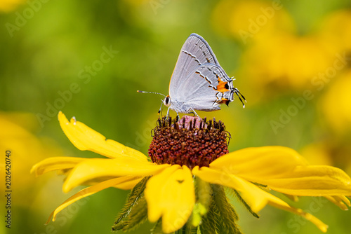 Foto 03191-00806 Gray Hairstreak (Strymon melinus) on Black-eyed Susan (Rudbeckia hirta) Lawrence Co