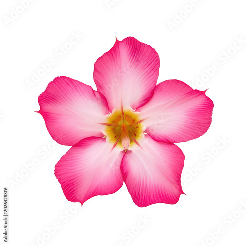 Vibrant pink desert rose flower, tropical adenium obesum blossom, exotic frangipani style floral element for spa and wellness design isolated on Transparent Background