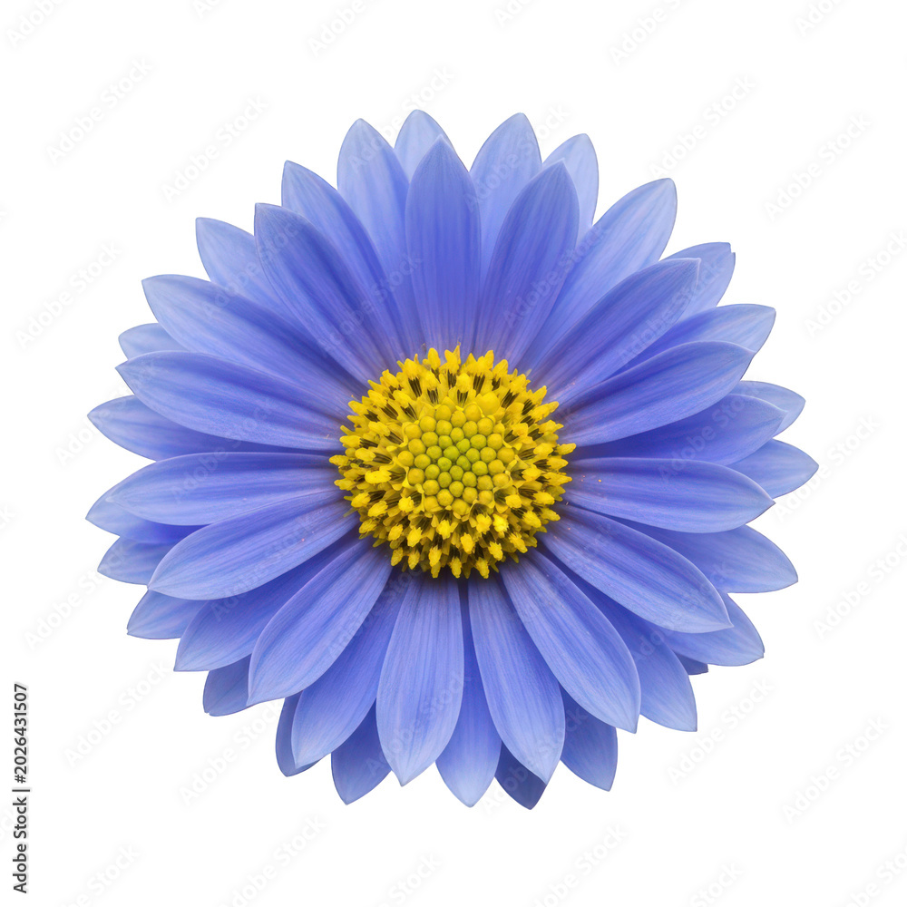 Obraz premium Blue daisy flower with yellow center, vibrant aster blossom graphic, botanical element for spring and summer design isolated on Transparent Background