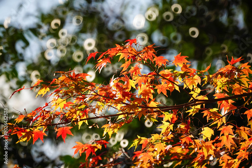 ミラーレンズで撮影されたリングぼけのある楓の紅葉